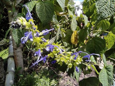 Salvia pichinchensis, photographed by sandy-espinozaf