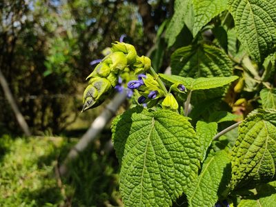 Salvia pichinchensis, photographed by sandy-espinozaf