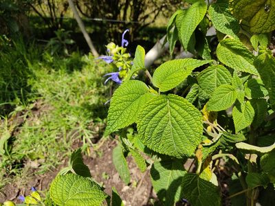 Salvia pichinchensis, photographed by sandy-espinozaf
