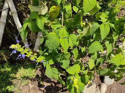 Salvia pichinchensis, photographed by sandy-espinozaf