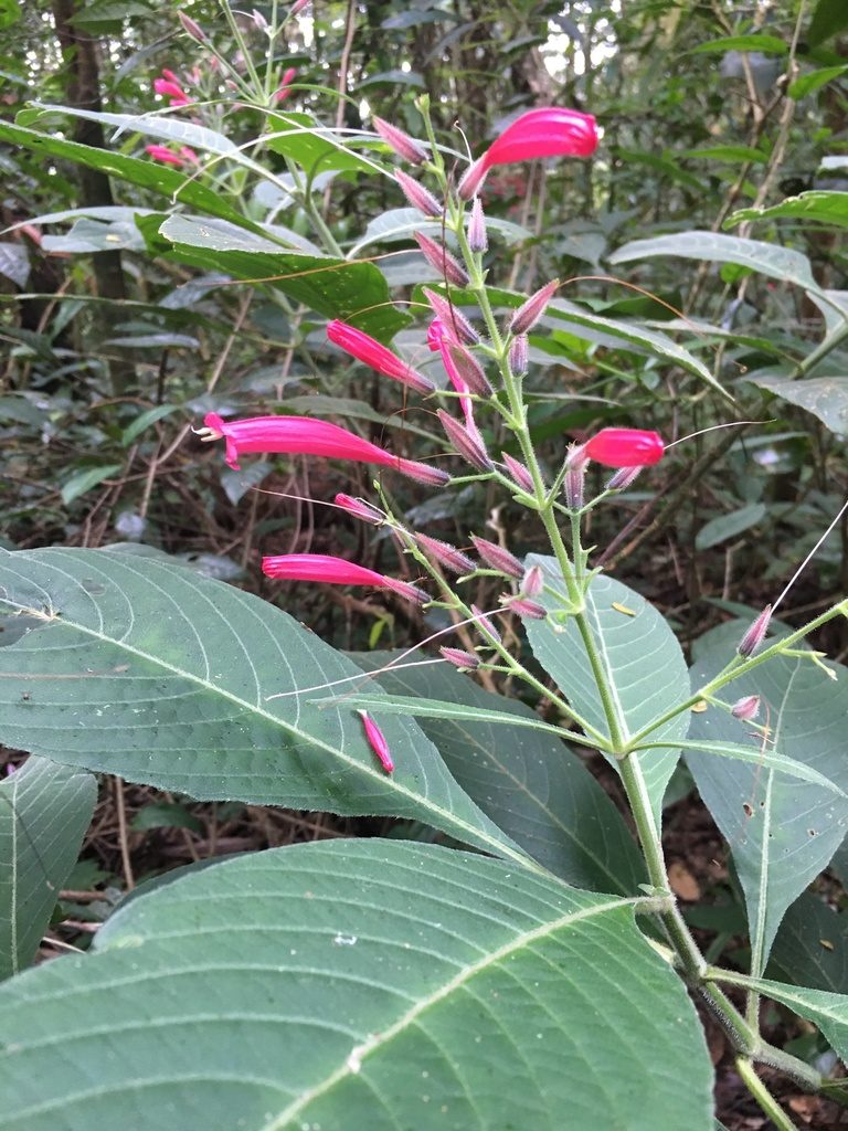 Ruellia cearensis, photographed by B. Phalan