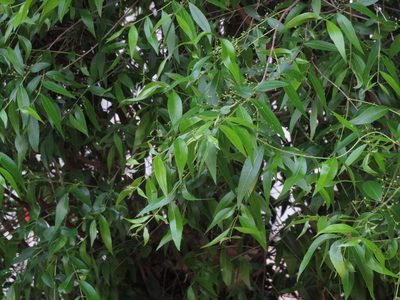 Blepharocalyx salicifolius, photographed by Ezequiel Vera