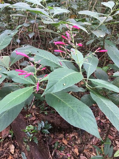 Ruellia cearensis, photographed by B. Phalan