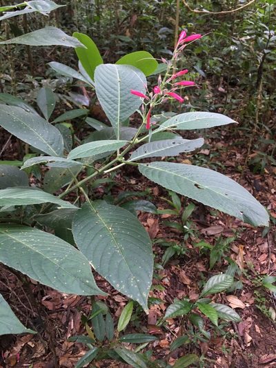 Ruellia cearensis, photographed by B. Phalan