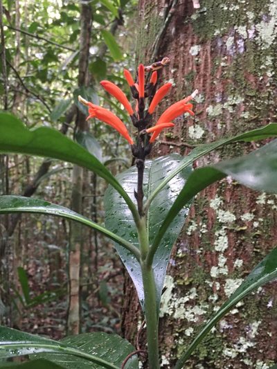Aphelandra nitida, photographed by B. Phalan