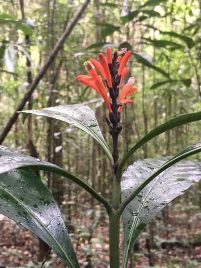 Aphelandra nitida, photographed by B. Phalan