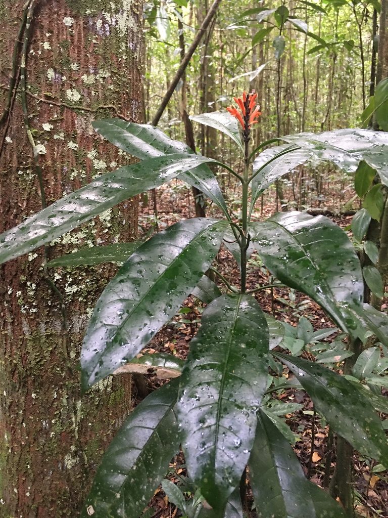 Aphelandra nitida, photographed by B. Phalan