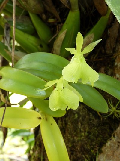 Epidendrum barbeyanum, photographed by Kai Squires