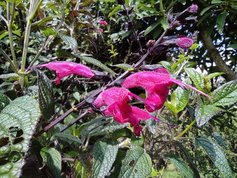 Salvia quitensis, photographed by sandy-espinozaf