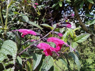 Salvia quitensis, photographed by sandy-espinozaf