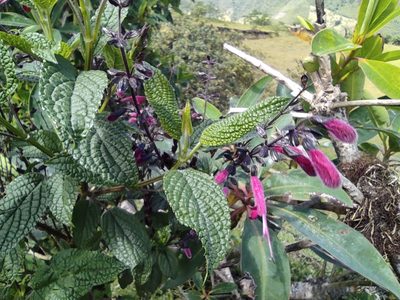 Salvia quitensis, photographed by sandy-espinozaf