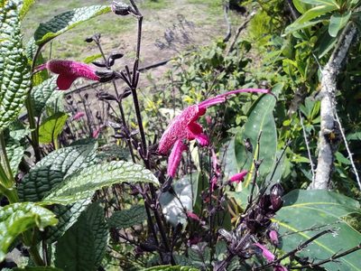 Salvia quitensis, photographed by sandy-espinozaf