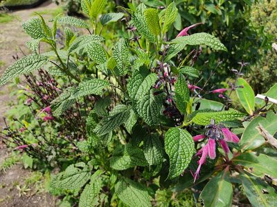 Salvia quitensis, photographed by sandy-espinozaf