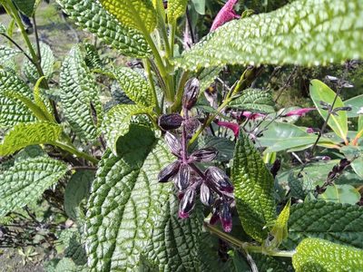 Salvia quitensis, photographed by sandy-espinozaf