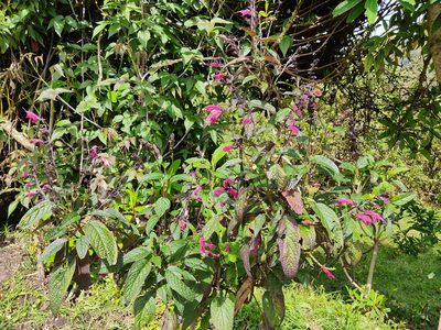 Salvia quitensis, photographed by sandy-espinozaf