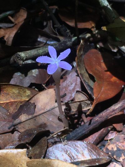 Voyria obconica, photographed by B. Phalan