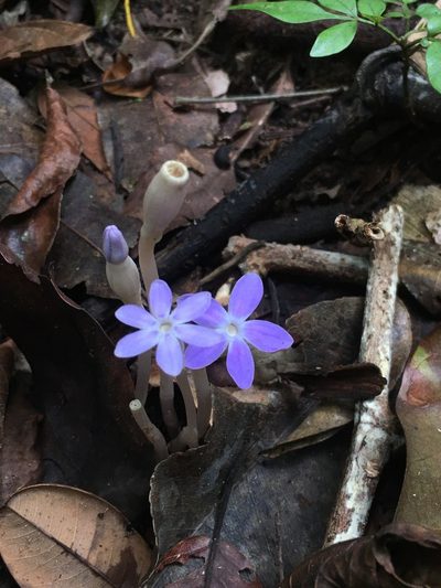 Voyria obconica, photographed by B. Phalan
