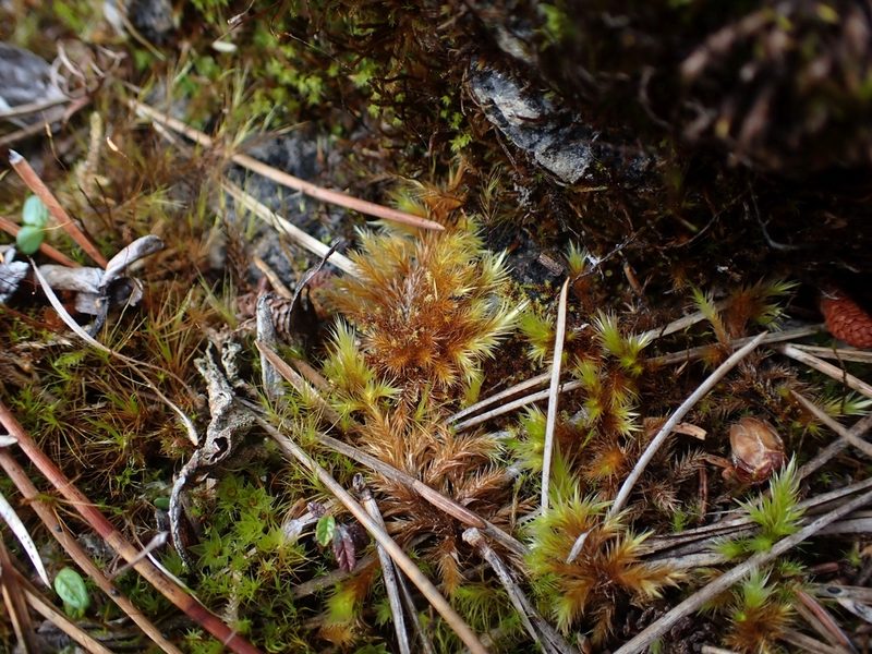 Tomentypnum nitens, photographed by Ellyne Geurts