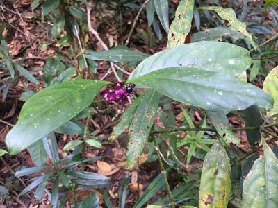 Palicourea dichotoma, photographed by B. Phalan