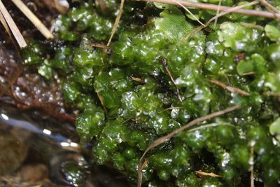 Achrophyllum dentatum, photographed by Joe Dillon
