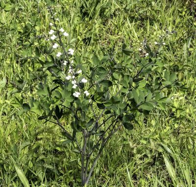 Baptisia alba, photographed by David Hebert