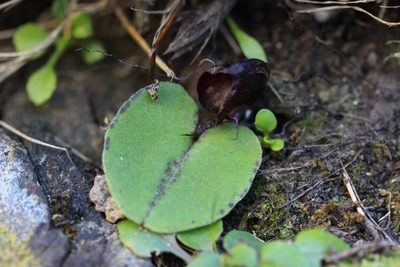 Corybas macranthus, photographed by Joe Dillon
