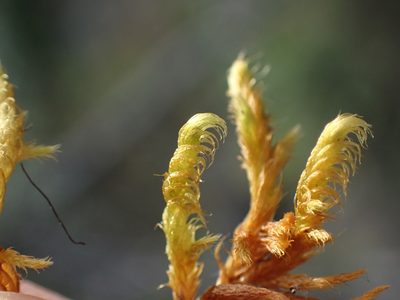 Rhytidium rugosum, photographed by Ellyne Geurts