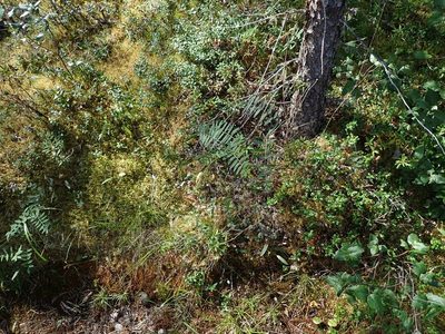 Hedysarum alpinum, photographed by Ellyne Geurts