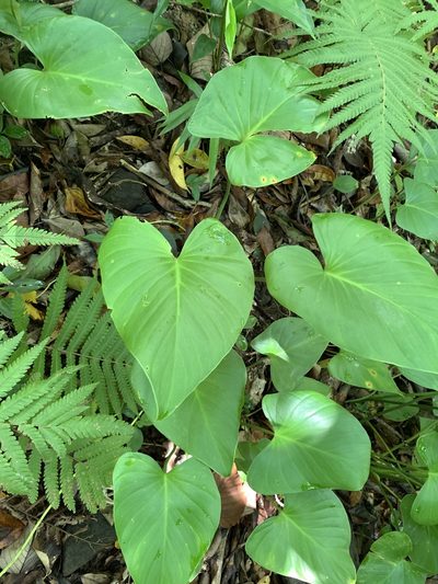 Homalomena philippinensis, photographed by 呂一起(Lyu yi-chi)