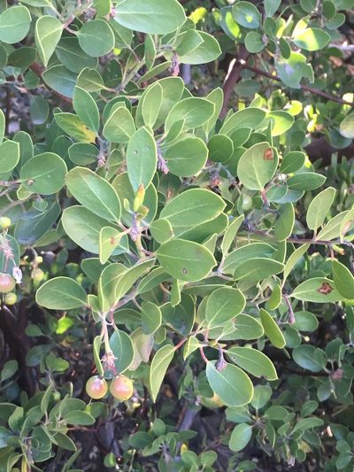 Arctostaphylos parryana, photographed by Adam J. Searcy