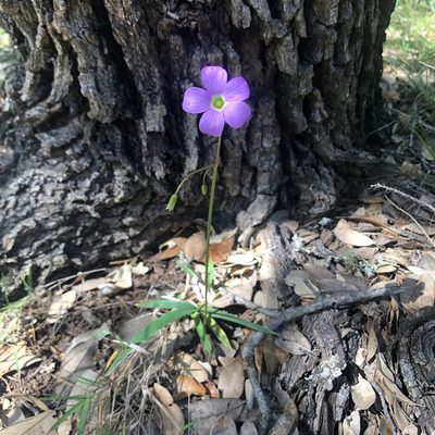 Oxalis drummondii, photographed by Clifton Ladd, C.W.B.