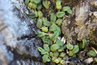 Bulbophyllum pygmaeum, photographed by Joe Dillon