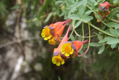 Tropaeolum tricolor, photographed by Cecilia Briceño