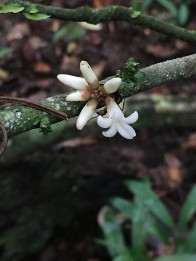 Paypayrola blanchetiana, photographed by B. Phalan