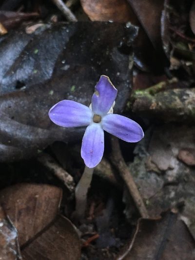 Voyria obconica, photographed by B. Phalan
