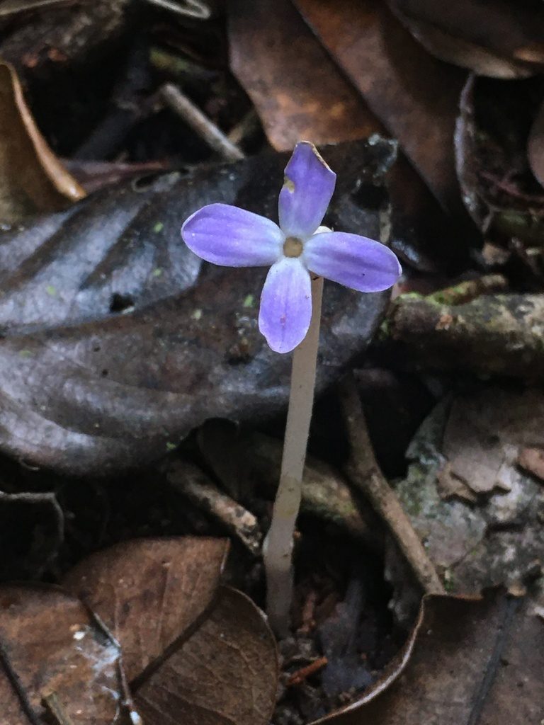 Voyria obconica, photographed by B. Phalan