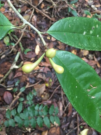 Anaxagorea dolichocarpa, photographed by B. Phalan