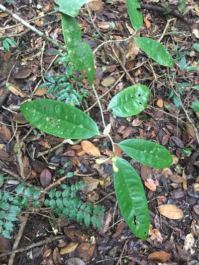 Anaxagorea dolichocarpa, photographed by B. Phalan