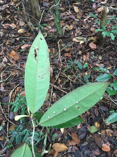 Anaxagorea dolichocarpa, photographed by B. Phalan