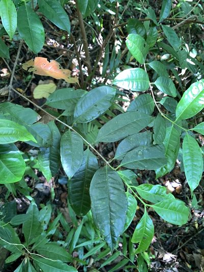 Syzygium tripinnatum, photographed by 呂一起(Lyu yi-chi)