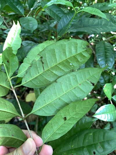 Syzygium tripinnatum, photographed by 呂一起(Lyu yi-chi)