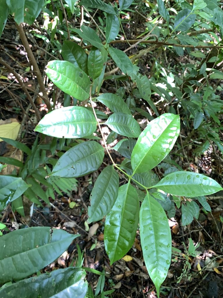 Syzygium tripinnatum, photographed by 呂一起(Lyu yi-chi)