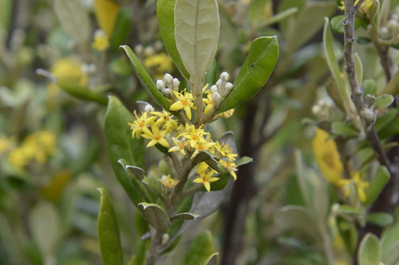 Corokia macrocarpa, photographed by On Lee Lau