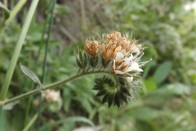 Phacelia secunda, photographed by Cecilia Briceño