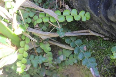 Austroblechnum banksii, photographed by Joe Dillon