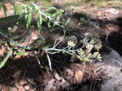 Pseudognaphalium obtusifolium, photographed by Clifton Ladd, C.W.B.