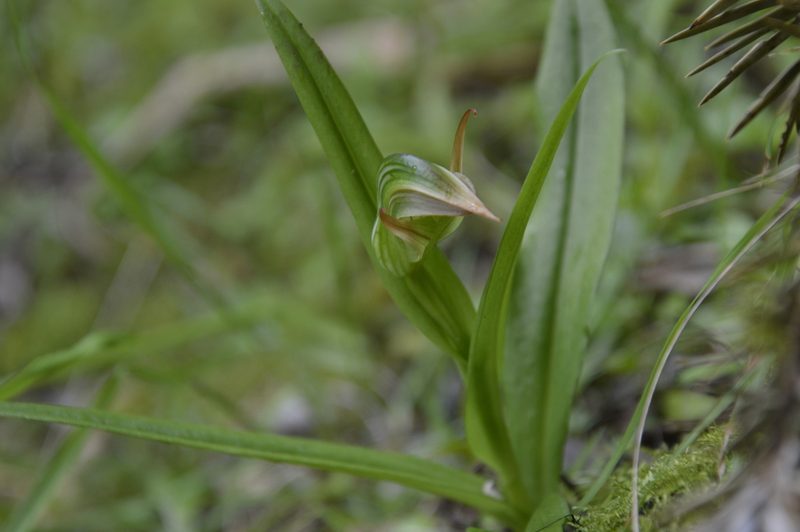 Pterostylis silvicultrix, photographed by On Lee Lau