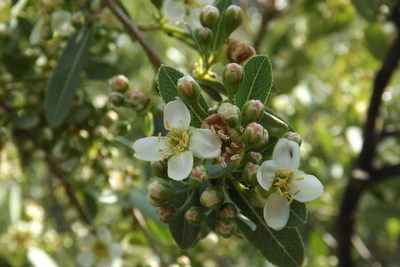 Kageneckia oblonga, photographed by Cecilia Briceño