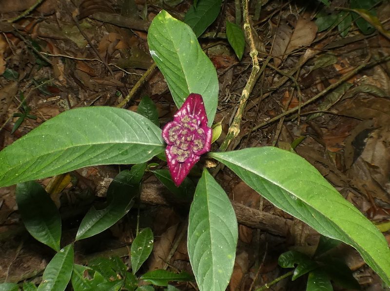 Palicourea colorata, photographed by Helio Lourencini