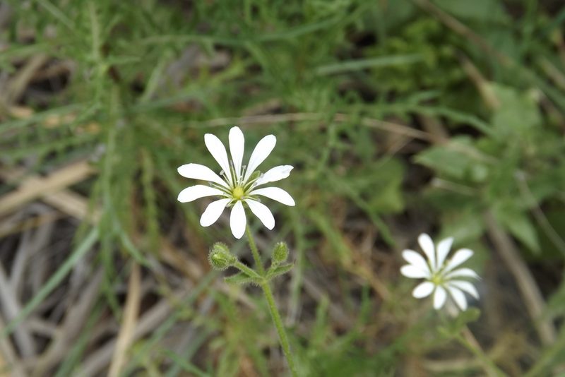 Stellaria chilensis, photographed by Cecilia Briceño